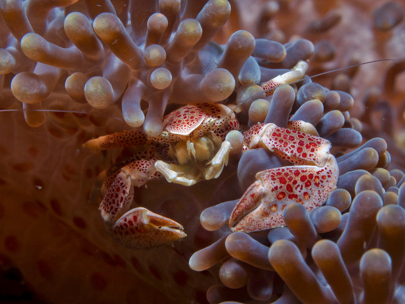 Porcelain Crab, Monkey Beach